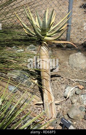 Aloe dichotoma - Arboretum - pin penché Banque D'Images