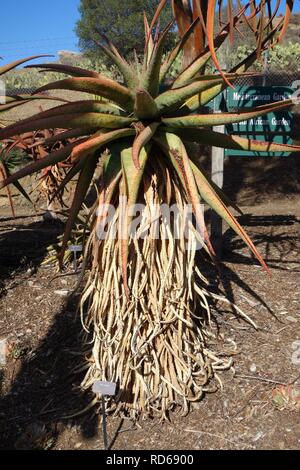 Aloe marlothii - Arboretum - pin penché Banque D'Images