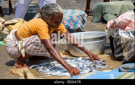 Vizhinjam beach marché aux poissons, près de Kovalam, Kerala, Inde Banque D'Images