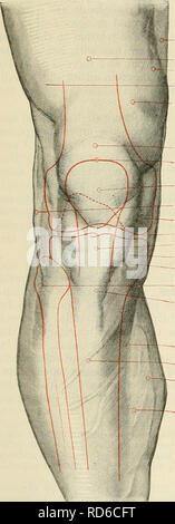 . Cunningham's Text-book de l'anatomie. L'anatomie. 1460 SUKGICAL ET SURFACE ANATOMIE. hip-joint. L'une des situations les plus courantes de rencontrer un abcès dans le hip-maladie est commune dans le tissu cellulaire et de graisse sous le tensor fasciae lata ? ; ou le pus peut passer en-dessous et à la face interne du col du fémur, et de là, le long du cours de l'artère circonflexe médiale de la cuisse à l'arrière de la cuisse. Pour toucher ou explorer la hanche-joint, la piqûre devrait être faite dans l'intervalle entre la balance Sartorius et le tenseur fascia ? Lata}, 2 à 3 in. à la supérieure distale épine iliaque antérieure ; si e Banque D'Images