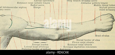 . Cunningham's Text-book de l'anatomie. L'anatomie. 1448 ANATOMIE CHIRURGICALE ET DE SURFACE. d'idées, le nerf cutané médial de l'avant-bras, et la cubitale superficielle des glandes lymphatiques, deux ou trois en nombre. L'extension de la partie proximale de l'épicondyle latéral de l'insertion du deltoïde est le septum intermusculaires latéral, qui est percé à la jonction de son tiers proximal et du Moyen-Orient par le nerf radial. Entre le septum et le intermusculaires bord latéral du biceps est mal défini, le sillon bicipital latéral, l'étage de ce qui est formé par une bande de la brachiale, et, plus près de l'el Banque D'Images