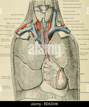 . Cunningham's Text-book de l'anatomie. L'anatomie. 1350 LES GLANDES SANS RACCORDEMENT. Parathyreoid III. est normalement dessiné par le thymus comme il migre à parathyreoid IV. En règle générale il s'arrête au niveau de l'extrémité inférieure des lobes latéraux de la glande, mais thyreoid peut continuer sa descente vers le thorax ou ne pas descendre du tout. Dans ce dernier cas, il reste près de la bifurcation de l'artère carotide commune, où il est susceptible d'être confondu avec le dandula carotica &lt;. C'est dans cette confusion que l'idée, que l'chromaphil carotica glandula découle de la troisième poche pharyngienne, h Banque D'Images