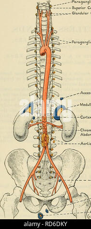 . Cunningham's Text-book de l'anatomie. L'anatomie. 1342 LES GLANDES SANS RACCORDEMENT. sont associés à la dorsale du plexus mésentérique inférieure et cardiaque. Ils ont été signalés en association avec dorsale située sur la surface de la surrénales, sur la surface et dans le sinus du rein, par rapport à l'urètre, la prostate, l'épididyme, de l'ovaire, l'paroophoron, et le rétro-péritonéale Pacinian globules, mais n'ont pas été découvert en association avec les ganglions des branches de l'nervus trijumeau.   Paraqanqlion-ganglion cervical supérieur z-- =- C glandulaire Banque D'Images