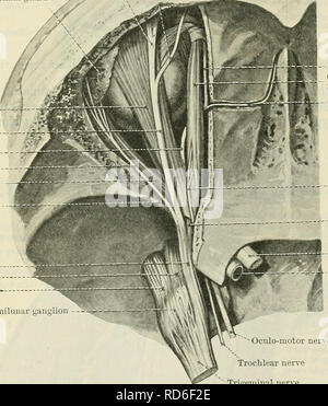 . Cunningham's Text-book de l'anatomie. L'anatomie. MAXILLAEY NERF. 775 Maxillaeis Neevus. Le nerf maxillaire.-cette grande cours nerveuses vers l'avant, de son origine dans le ganglion semi-lunaire au milieu de la fosse du crâne, sous la dure-mère, et par rapport à la partie inférieure de la sinus caverneux' (Fig. 647, p. 771). En passant par le foramen rotundum, il traverse le pterygopalatine fossa. Il entre dans l'orbite comme le nerf infra-orbitaire, à travers la fissure orbitale, et occupant successivement les infra-orbitaire et canal rainure, il apparaît enfin sur le visage grâce à l'infra- Banque D'Images
