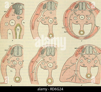 . Cunningham's Text-book de l'anatomie. L'anatomie. Développement DE LA MOELLE NEKVES. 679 sert à collecter et transmettre à la moelle spinale nerveux des viscères, et de distribuer les fibres efférentes de navires dans la région splanchnique, et de glandes et des fibres musculaires involontaires. Développement de l'PEEIPHEEAL LES NERFS ET LE SYSTÈME SYMPATHIQUE. Développement de la moelle Nekves. I. Origine du nerf rachidien racines.-Le processus de développement de les nerfs spinaux commence par le biais de l'excroissance des racines antérieures et postérieures du tube médullaire. Les deux racines prendre origine dans les couples en tout à fait différents Banque D'Images