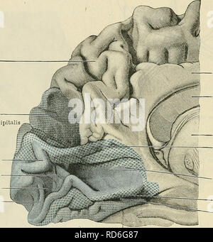 . Cunningham's Text-book de l'anatomie. L'anatomie. 660 LE NEKVOUS SYSTÈME. limitans alors que la strie s'étend à toute les deux murs de la scissure calcarine postérieure sillon, et dans la plupart des cas au-delà de ses lèvres sur la surface de l'cuneus et l'godronné lingualis (Figs. 588 et 589), les aires corticales mis sur les aspects supérieurs et inférieurs respectivement de l'calcarinus sillon postérieur. Alono- les limites supérieure et inférieure de cette zone limite peu profonds sillons apparaissent en général (Fig. 589), et ces sillons passent souvent en arrière en de petits sillons arqués polares, qui sont le sillon Banque D'Images