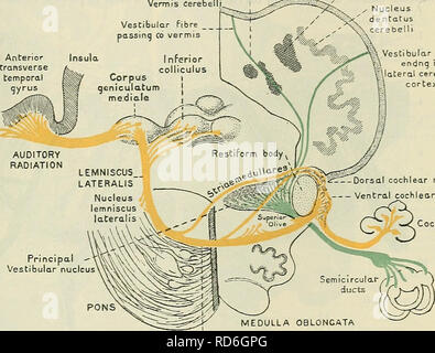 . Cunningham's Text-book de l'anatomie. L'anatomie. Les liens profonds Œ LE CEEEBEAL NEEYES. 605 lorsque le vestibularis nervus, tandis qu'elle traverse le cerveau, atteint l'aspect médial de la partie dorsale du corps restiform, ses fibres bifurquent pour former l'ordre croissant ou décroissant. Ce dernier passer verticalement vers le bas en liasses distinctes et la forme des voies descendantes du nerf vestibulaire (gie. 498, p. 565 ; 495, p. 561 et 530, p. 597). Ce produit par la partie inférieure de la Pons dans le bulbe rachidien, dans lequel il peut être retracé jusqu'au niveau du decussation du moi Banque D'Images