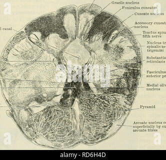 . Cunningham's Text-book de l'anatomie. L'anatomie. STRUCTURE INTERNE DE bulbe rachidien et Pons. 559 Comme il est tracé vers le haut, est observée de près à s'accrocher à sa relation d'origine avec le fasciculus proprius antérieure. Il est appliqué à la partie latérale de ce volet, et, peu à peu devenir plus petit, enfin disparaît au niveau de la partie inférieure de l'inférieur noyau olivaires. Faisceaux Gracile et cunéiforme, avec leurs noyaux.-comme le faisceau gracile et le fasciculus cuneatus de la partie postérieure de la moelle spinale funiculus sont retracés dans le bulbe rachidien ils semblent i Banque D'Images