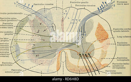 . Cunningham's Text-book de l'anatomie. L'anatomie. 534 LE NEKVOUS SYSTÈME. par l'entrée des fibres thoracique, et, enfin, les fibres de l'origine du col de déplacer les fibres thoracique. La différence entre le faisceau gracile et le fasciculus cuneatus consiste simplement en ceci, que le premier est composé des fibres de nerf postérieur-racines qui sont entrés dans la médullaire à un niveau inférieur à celui de ceux qui entrent dans la formation de l'fasciculus cuneatus. Les fibres du faisceau gracile, de les prendre dans son ensemble, doit donc nécessairement faire un très longtemps bien sûr. Notre connaissance o Banque D'Images