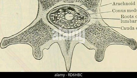 . Cunningham's Text-book de l'anatomie. L'anatomie. La moelle spinale. Ces 519 sont classés en huit, douze cervical, thoracique, lombaire cinq cinq, et un sacré coccygien ; et selon les pièces jointes de ces groupes de nerfs la moelle spinale est arbitrairement divisé en, cervical, thoracique, lombaire et sacrée des régions. En employant ces termes, donc, pour les différents quartiers de la moelle spinale, il faut comprendre que les régions sont déterminées par l'audace des pièces jointes et non pas par un rapport direct entre ces parties de la moelle spinale et les sections de la verte Banque D'Images