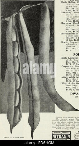 . Currie's Farm et le jardin au printemps 1930 : annuelle. Les catalogues de graines de fleurs, graines (plantes) ; Catalogues Catalogues ; Graines de légumes Horticulture pépinières (catalogues) ; plantes ornementales ; catalogues, matériel et fournitures de jardinage Catalogues. &Lt ; Currie's Seed Store, Milwaukee. Wisconsin b. Kentucky Wonder Page Bean Soixante-deux pôles ou l'exécution d'une livre de haricots de 100 collines, 30 livres par acre. Cluster early golden-Cire Les vignes sont forts et vigoureux, portant des grappes de gousses jaune six à huit pouces de long en grande profusion. Pkt., 10c ; y2 lb., 25c ; 1 lb., 45c ; 2 lb, 80c ; ; prépayés 5 lbs, 1,75 ; 10 Banque D'Images