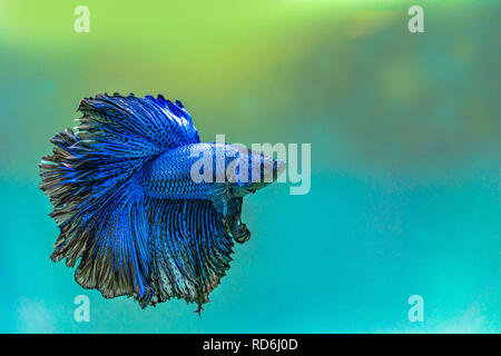 Poissons de combat Siamois bleu betta Halfmoon,Poissons en aquarium. Banque D'Images