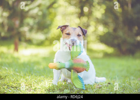 Chien de chasse tenant en bouche jeu formation mannequin assis sur l'herbe verte Banque D'Images