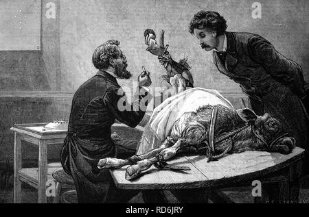 Vaccination des animaux à partir de la lymphe, en tenant un veau, de droit historique, 1883 Banque D'Images