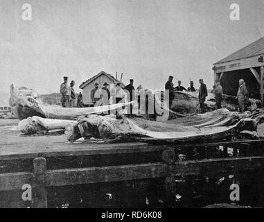 L'un des premiers tirages d'Autotype, la pecherie de Mehavu, pêche, photographie historique, 1884, Norvège, Europe Banque D'Images