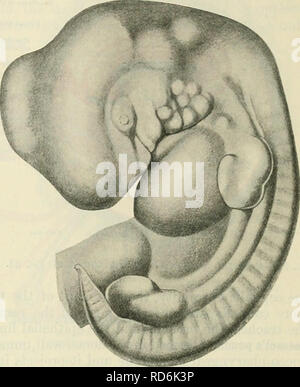 . Cunningham's Text-book de l'anatomie. L'anatomie. Le tube digestif primitif. 41 Les ongles sont l'évolution ultérieure. Ils apparaissent au troisième mois et atteindre les extrémités du chiffres au sixième mois. Chaque bourgeon de membre est essentiellement une extension d'un nombre défini de segments du corps. Il consiste, dans un premier temps, d'un noyau de mésoderme couverts par l'ectoderme. Comme il pousse la partie antérieure de la branches des nerfs spinaux segments correspondants sont prolongés en elle, avec un certain nombre de navires- sang. Les nerfs sont comme les nerfs du membre pleinement développé, mais le sang-navires sont réduits en Banque D'Images