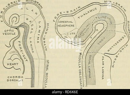 . Cunningham's Text-book de l'anatomie. L'anatomie. 34 HOI AN AX EMBRYOLOGIE. velum médullaire antérieure sont des parties de l'isthme rhornhencephali (Figs. 45. 63 . La partie ventrale de la mi-cerveau primitif est convertie en deux les pédoncules de le cerveau du cerveau adulte, et la partie dorsale, comme déjà mentionné, est transformé en quatre élévations arrondies, les corpora quadrigemina. Les transformations qui ont lieu dans la région de l'avant-cerveau primitif ou prosencéphale sont nombreux et complexes ; par conséquent sa ventrale., latérales et murs dorsale nécessitent un examen distinct Banque D'Images