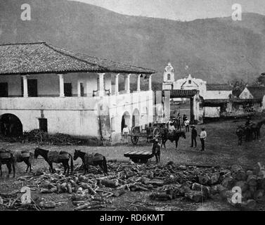 Au début de l'hématine, autotype arbres coupés à Campeche, Mexique, tableau historique, 1884 Banque D'Images