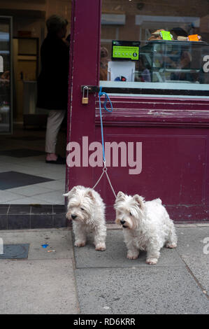 Deux Terriers West Highland liée à l'extérieur une East-End shop, Londres, Royaume-Uni Banque D'Images