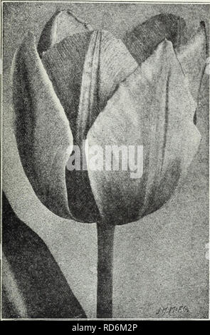 . La chalp bulbes et plantes : automne 1928. Les catalogues de graines de fleurs, graines (plantes) ; catalogues de pépinières (Horticulture) ; les plantes ornementales, les Catalogues Catalogues. 130-132 East Wisconsin Avenue, Milwaukee, Wisconsin 11. Ancien sélectionneur néerlandais similaire à l'Damvin tulipes tulipes sauf dans les combinaisons de couleur, ce qui est tout à fait différent, composé de brun et orange, violet et le bronze, la terre cuite, gris et lilas et d'autres couleurs artistiques. Les fleurs sont grandes et sont portées sur de hautes tiges solides. Douz. 100 1000 Abricot (perfection) - (25) grand bronze, abricot, olive ombragée de base j.lO 7,50 $ 70,0 $ Banque D'Images