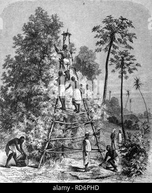 La vie dans les années 1880, la récolte des gousses à Zanzibar, illustration historique, vers 1886 Banque D'Images