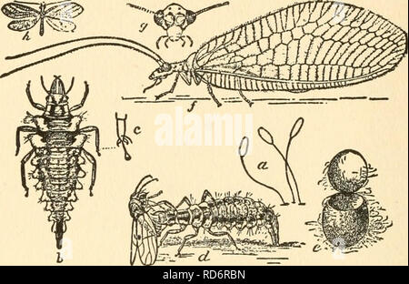 . La culture et les maladies de l'pois doux. Les petits pois, les petits pois. 162 LES MALADIES DU POIS. FIG. 35. Dentelle verte (ChrySOpha OCltlatd) VOLER UN ENNEMI DE L'POIS de l'APHIS, O LES OEUFS. b plein de larve mature. C PIED DE MÊME. larve d'un insecte dévorant. € COCOON. Les insectes adultes / g, CHEF DE MÊME. h adulte grandeur nature. (Après MARLATT.) sont alors libérés et d'autres capturés et détruits d'une manière semblable (fig. 35 a à h). Aphiduis. Toujours de plus en plus d'importance dans le contrôle naturel des pois de l'APHIS, est le parasite connu comme Aphiduis testa- ceipes (fig. 36). La femelle adulte de cette mouche possède Banque D'Images