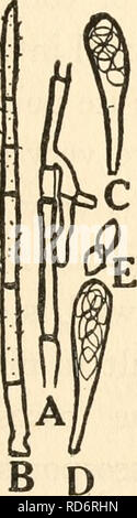 . La culture et les maladies de l'pois doux. Les petits pois, les petits pois. Les maladies DANS LES ÉMISSIONS 107 champignon est hyaline, septés et ramifiés, de près (fig. 10a) lorsqu'il est cultivé dans le substrat de la presse. L'antenne mon-. fig. 10. o montrant le mycélium de Chcetomium spirochète. b poils, c et d'ascospores. e. l'asci celium se compose de longues fila- ments non ramifiées de couleur de la lumière de profondes du citron. Le jaune semble être produites dans le champignon qui hyphse ultérieure est également transmis aux médias. En culture pure le champignon produit ses périthèces. Veuillez noter que ces images sont extraites de Banque D'Images