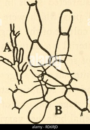 . La culture et les maladies de l'pois doux. Les petits pois, les petits pois. 102 LES MALADIES DU POIS De nombreux sclérotes qui sont constituées de étroitement liées en forme de canon court (fig. hyphes jb).. fig. 7. un jeune de hyphce Rhizoctonia de sweet pea. hyphce b corps en forme de sclérotes de le même champignon. Rhizoctonia solani Kuhn produit seulement des micro ou petites, tandis que les sclérotes Corticium vagum B. et C. produit des macro ou de gros sclérotes. Après plusieurs tentatives, le stade parfait de Corticium ou le pois de Rhizoctonia n'ont pas pu être obtenues en culture pure. Cela concorde avec les conclusions de. Banque D'Images