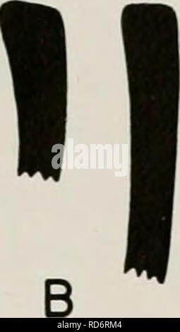 . Chronologie culturelle et le changement comme reflété dans la céramique de la vallée de Virú, Pérou. Poterie -- La vallée de Viru, Pérou ; Mounds -- Pérou Vallée Viru Viru ; Vallée, Pérou -- antiquités. 166 DE LA VALLÉE DE LA CÉRAMIQUE VIRU, PÉROU ^^). j/jn aa//J N K ' ^j "Ail Fig. 54. Profils de Rim Rubia lisse ; l'extérieur de la jante vers la droite. X 0,4. 4. Grande, avec de grandes bouteilles globulaires, légèrement à la torche cou (fig. 51, D et 53, D). Diamètre de jante 6-17,5 cm., moyenne 12.4. Quelques-unes des corps sont-aplatie ou globulaire en forme de melon. Les cous sont horizontalement rayé à l'intérieur et dehors, et la majorité ont un col relevé à la ba Banque D'Images