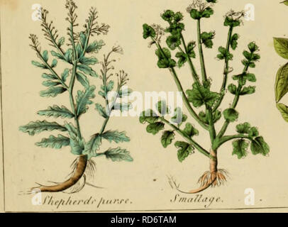 . Le médecin anglais ; Culpepper et complet à base de plantes. La botanique, Médical, Materia Medica, de légumes ; Materia Medica, la botanique, les plantes médicinales,. J'Sniri/ {-rajs .it. Veuillez noter que ces images sont extraites de la page numérisée des images qui peuvent avoir été retouchées numériquement pour plus de lisibilité - coloration et l'aspect de ces illustrations ne peut pas parfaitement ressembler à l'œuvre originale.. Culpeper, Nicholas, 1616-1654 ; Sibley, Ebenezer, 1751-1800. Londres : Imprimé pour l'auteur, et vendu à l'Office d'annuaire britannique Banque D'Images