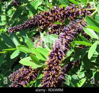 Amorpha fruticosa Mouromets1. Banque D'Images