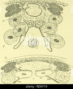 . L'anatomie, la physiologie, la morphologie et le développement de la voler (Calliphora erythrocephala.) Une étude comparative de l'anatomie et la morphologie des insectes ; avec des plaques et des illustrations réalisées directement à partir des dessins de l'auteur ;. Calliphoridés. Le CCELOM ET DORSALE NAVIRE. 89 à travers les branches flottants d'une riche arborescence trachéal. Ainsi, la fonction respiratoire semble être localisée dans le dernier segment, et il y a peu de la trachée dans d'autres régions du corps." Le manque de la trachée de la jeune larve de la mouche a été observé par Weismann, mais dans la larve d'adultes qu'ils sont. Banque D'Images
