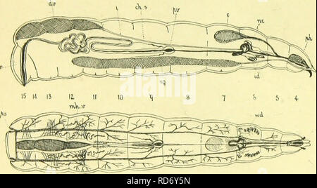 . L'anatomie, la physiologie, la morphologie et le développement de la voler (Calliphora erythrocephala.) Une étude comparative de l'anatomie et la morphologie des insectes ; avec des plaques et des illustrations réalisées directement à partir des dessins de l'auteur ;. Calliphoridés. 46 LA LARVE DE LA MOUCHE. Les muscles dilatateurs de l'œsophage sont insérés dans le milieu de la partie inférieure de la paroi du pharynx, des sinus, la epipharynx et par leur dilater la contraction du tube alimentaire, de sorte que l'aliment est sucé dans elle. Quand ils vous détendre c'est appuyée sur l'h3popharynx par son élasticité, comme le piston d'une pompe ; par cette Banque D'Images