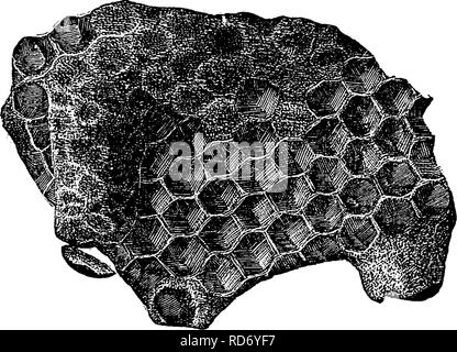 . Un manuel pour l'étude des insectes. Les insectes. H YMENOF TERA. 675. le corps. Elle est développée dans une cellule qui diffère considérablement de l'ordi- nary cellule hexagonale de miel. Cette cellule est large, cylindrique, et s'étend verticalement. Dans la Figure 797 le début de la reine- nings deux cellules sont représentés sur le bord inférieur du peigne, et une cellule remplie s'étend sur l'-l^^^- 797--Comb du miel-bee, avec lit queen-cellules. face du peigne près du côté gauche. À partir de l'extrémité inférieure de cette cellule pend un couvercle, qui a été coupé par les travailleurs pour permettre à la reine à émerger. Le^ VBLR (qui sont à développer Banque D'Images