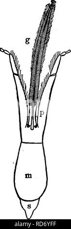 . Un manuel pour l'étude des insectes. Les insectes. H YMEN OP TERA. 667 de l'(Fig. du mentum 795) ; les secteurs de l'palpi labiaux sont également allongée. Une différence remarquable dans les habitudes existe parmi les différentes espèces de cette famille : certains sont solitaires, d'autres sont inquilines ; et quelques sont sociaux. Parmi les espèces solitaires nous trouver une plus grande variation dans la forme du nid que nous avons trouvé parmi les guêpes solitaires ou parmi les digger- les guêpes. Certaines de ces abeilles sont mineurs, creuser des tunnels dans le sol ; d'autres sont maçons, faire leurs nids hors du mortier- comme de la boue ; certains sont menuisiers, Banque D'Images