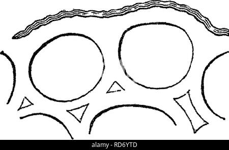 . Principes de l'anatomie et la physiologie de la cellule végétale. Les cellules et les tissus des végétaux. Tliroiig^section transversale li l'albumen de So- pJiGrajapomca, cj, substance intercellulaire , par empreinte des cellules. passages intercellulaires^, mais habituellement forme une masse dense et très oblitère sa cavité. Cela se produit en entité remarquable quan-^ dans de nombreux tissus Algse Fucoide, surtout de l'Nostochineae^, le, dans la couche corticale de beaucoup de lichens, dans^^ j&gt ;. 36. l'albumen de beaucoup Legu- ,| un^ Minos, e, &Lt ;/., Sophora japo- nioa ( %. 36), gleditschia, &amp;c. Il est constaté dans les petites Banque D'Images