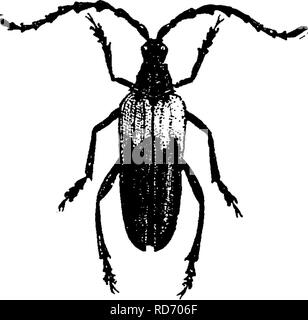 . Un manuel pour l'étude des insectes. Les insectes. S70 L'ÉTUDE DES INSECTES. wing-couverture. Sa larve des alésages dans les bois de pins. À une occasion, l'écrivain a trouvé beaucoup d'entre eux dans une pinède huit pouces de diamètre, qu'ils avaient percé à travers et à travers. Lorsque la larve est plein grandi il fait un trou près de à travers l'épaisse écorce de l'arbre, de sorte qu'il peut facilement pousser son moyen de sortir après ses transformations ; puis il se retire sur une courte distance, et fait un petit cercle de jetons autour de lui-même, entre l'écorce et le bois, et les modifications apportées à l'état de pupe dans ce cocon grossier. Le coléoptère adulte reste en t Banque D'Images