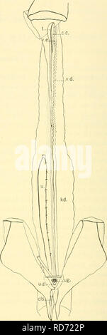 . Les elasmobranches. Des chondrichtyens. Fig. 251. Système urogénital d Heptanchiis maculattis immatures. (Frances Torrey, orig.) A. femelle. B. mâle. c.c, canal du centre des testicules ; cl., cloaque ; els., clasper ; ct., la collecte ; tube fl., entonnoir ; l-d., les reins ; od., l'oviducte ; ov., ovaire ; s.g., shell gland ; t., testicule ; u., de l'uretère ; ug., sinus urogénital ; u.p., papille urinaire ; U.S., sinus urinaire ; v.d., canal déférent ; v.f., vas efferens ; w.d., Wolff duet.. Veuillez noter que ces images sont extraites de la page numérisée des images qui peuvent avoir été retouchées numériquement pour plus de lisibilité - coloration et l'appe Banque D'Images