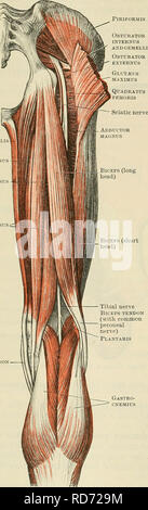 . Cunningham's Text-book de l'anatomie. L'anatomie. 420 Le système musculaire. Muscle obturateur. Nerve-Supply andgemelli^-semitendinosus est fourni par deux branches de l'audace de l'ischiojambiers (L. 5. S. 1. 2.) Actions.-un rotateur médial et fléchisseurs du genou, et d'un muscle extenseur de la hanche. M. le semimembranosus.-La le semimembranosus provient d'un tendon de la facette latérale et supérieure sur la tubérosité ischiatiques (Figs. 366, p. 412, et 374, p. 419). Dans le tiers proximal de la cuisse le tendon donne lieu à un ventre charnu arrondies, qui se trouve être l'origine- neath ischiatiques du biceps et Banque D'Images