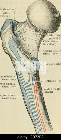 . Cunningham's Text-book de l'anatomie. L'anatomie. 416 Le système musculaire. Piriformis (insertion) les glutens medius (insertion) ;emelli (insertion) externus obturateur (insertion) Quadratus femoris (insertion) Ilio-psoas (insertion). et le dos juste ilii latéral à la colonne vertébrale antérieure et supérieure, de l'aponévrose couvrant sa surface latérale (Fig. 369, p. 415). Investi comme le gluteus maximus par le fascia lata, c'est inséré au niveau distal de la nous et grand trochanter du fémur dans le fascia, qui forme le tractus ilio-tibial (p. 404). Le muscle est placé le long de l'un- bo e résultats t Banque D'Images