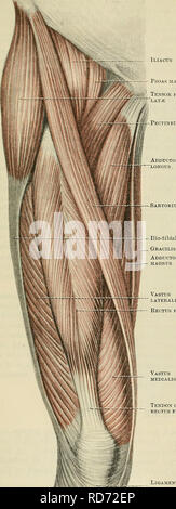 . Cunningham's Text-book de l'anatomie. L'anatomie. 406 LE MUSCULAK SYSTÈME. le tiers moyen de la cuisse, le toit de Hunter's canal de Hunter. L'ilio-psoas, passant dans la cuisse en dessous de l'arcade liga- ment, aide avec les muscles adducteurs et pectineus en formant le plancher de la triangle fémoral. M. Sartorius.-l'sartor- ius, une longue sangle-comme muscle, découle de l'épine antérieure supérieure de l'ilium et de la moitié de l'encoche au-dessous (Fig. 360). Il passe à la partie distale de la cuisse à la face interne du genou, où il est inséré par fibres aponévrotique dans la face interne du th Banque D'Images