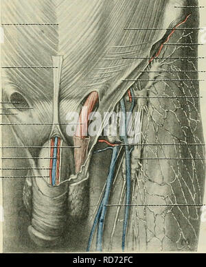 . Cunningham's Text-book de l'anatomie. L'anatomie. Le fascia ET LES MUSCLES DES CUISSES ET DES FESSES. 403 Le fascia profond ou fascia lata constitue un investissement pour les muscles tubulaires et des vaisseaux de la cuisse et les fesses. Qu'il est solidement fixé au-dessus de la crête iliaque, le ligament sacro-tubéreux, l'ischion, de la fonction arch, la symphyse pubienne et la crête, et le ligament inguinal. Dans la partie distale de la cuisse il forme l'inter- septum musculaire ;. En ce qui concerne le genou, il est en continuité avec l'aponévrose profonde de la jambe, les gains à la rotule, les condyles du tibia et le chef de l'If Banque D'Images