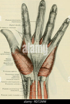 . Cunningham's Text-book de l'anatomie. L'anatomie. FASCIA ET MUSCLES DE L'FOKEAEM AKD LA MAIN. 383 la main. Il est fixé latéralement à l'os naviculaire et grand multangular ; dedans afin de le pisiforme et os hamatum ; et il forme une arche membraneuse, contraignant dans le creux du carpe les tendons fléchisseurs des doigts, et le nerf médian. Il est divisé en deux compartiments, le plus grand pouvant accueillir les tendons fléchisseurs des doigts et du nerf médian, le plus petit (placées latéralement) contenant le tendon du muscle radial deuxième. Il y a trois membranes synoviales dans ces milieux : Banque D'Images