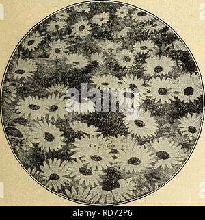 . Currie's Farm et le jardin de printemps annuel : 1919 44e année. Les catalogues de graines de fleurs, graines (plantes) ; Catalogues Catalogues ; Graines de légumes Horticulture pépinières (catalogues) ; plantes ornementales ; catalogues, matériel et fournitures de jardinage Catalogues. 'T^ MARGUERITE.. Marguerite, Chrysanthemum leucanthemum (Hybridum)-c'est une excellente acquisition. Il fleurit en permanence tout au long de l'été. Chaque 20c ; pour douz. $2.00. &Lt ; f CAMPANULA-Bluebells. Peut-être les plus populaires de toutes les plantes à la frontière. C. MOYEN (Canterbury Bells)-Cette magnifique est extrêmement biennal, le la barboteuse profuse Banque D'Images