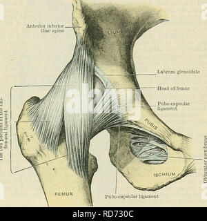 . Cunningham's Text-book de l'anatomie. L'anatomie. La hanche-JOIXT. 341 épine iliaque antéro inférieur une certaine proportion d'entre eux peut être imputée à la partie basse du col du fémur, où ils jouxtent la fixation distale du ligament ilio-fémoral. (3) Gal. Ischiocapsulare.-de la symphyse ischio-ligament capsulaire se compose d'une large bande de court-circuit, les fibres longitudinales assez forte, qui, par leurs extrémités proximales, sont attachés à l'ischion entre le moindre nerf sciatique cran et le foramen obturé, tandis que leurs extrémités distales sont fusionnés dans la zona orbicularis de l'Time capsule. Au sein de la capsule Banque D'Images