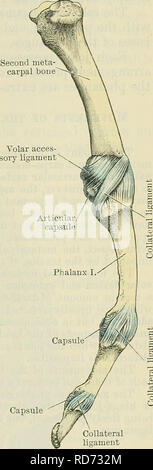 . Cunningham's Text-book de l'anatomie. L'anatomie. METACAEPO-Articulations des phalanges. 333 La synoviale strate (Fig. 311) est habituellement un seul et les lignes la strate fibreux, mais, comme déjà expliqué, il a prolongations dans le intermetacarpal et inter- série de canal carpien articulations. Dans le cadre de la série intercarpal, l'absence fréquente du ligament interosseous entre le grand et le petit os multangular autorise la libre diffusion de cette cavité articulaire avec celle de la carpe. ARTICULATIONES METACARPOPHALANGE.E. Articulation métacarpo-phalangienne joints.-Dans le cas de l'pollex cette j Banque D'Images