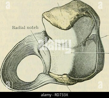 . Cunningham's Text-book de l'anatomie. L'anatomie. L'KADIO-ULNAK JOINTS. Olécrâne 327. La partie transversale du ligament collatéral ulnaire ligament annulaire encoche semi-lunaire de la processus de Coronoid rayon Fig. 308.--ligament annulaire de l'Eadius. déplacement de la tête de cet os dans une direction distale. La marge distale de ce ligament n'est pas fixé directement sur le rayon. La synoviale strate est en continuité avec celle qui tapisse l'articulation du coude. Il ferme la cavité de l'articulation à l'extrémité distale de la marge seules ligament annulaire, où c'est un peu arrangé de façon lâche dans sa réflexion à partir de la li Banque D'Images