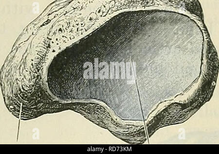 . Cunningham's Text-book de l'anatomie. L'anatomie. . Veuillez noter que ces images sont extraites de la page numérisée des images qui peuvent avoir été retouchées numériquement pour plus de lisibilité - coloration et l'aspect de ces illustrations ne peut pas parfaitement ressembler à l'œuvre originale.. Cunningham, D. J. (Daniel Jean), 1850-1909 ; Robinson, Arthur, b. 1862, éd. New York, W. Wood Banque D'Images