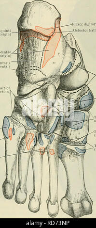 . Cunningham's Text-book de l'anatomie. L'anatomie. Le talus. 25&gt ; la surface dorsale du sustentaculum tali du calcanéum. La partie postérieure du corps est fourni avec deux tubercules, séparés par une gorge, le latéral de ces processus (tali postérieur) est généralement le plus grand, et il est parfois une autre osselet (os trigone vésical). Il est attaché à la partie postérieure du péroné de ligament talo-la cheville- joint. La rainure, qui serpente à l'oblique du haut en bas et de dehors en dedans sur la face postérieure de l'os, le tendon de lodges le flexor hallucis longus. La tête, de forme ovale, est directe Banque D'Images