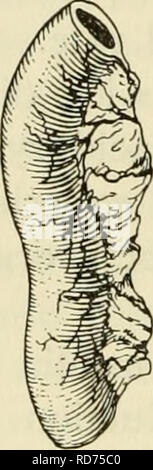 . Les courants dans la recherche biochimique, 1956 ; vingt-sept essais tracer la voie actuelle de la recherche biochimique et compte tenu de la relation intime de biochimie à la médecine, la physiologie et la biologie. Biochimie -- la recherche. DEWITT STETTEN, JR. et entraîner une insuffisance rénale d'une glycosurie, comme c'est vu dans le syndrome de Fanconi, ou expérimentalement dans phlorhizin empoisonnement. Le but de la discussion ci-dessus a été de souligner que la concentration de glucose ou de tout autre constituant de la. Veuillez noter que ces images sont extraites de la page numérisée des images qui peuvent avoir été retouchées numériquement pour Banque D'Images